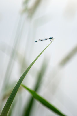  Agrion 