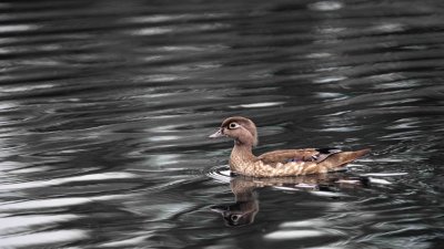  Canard branchu (femelle)