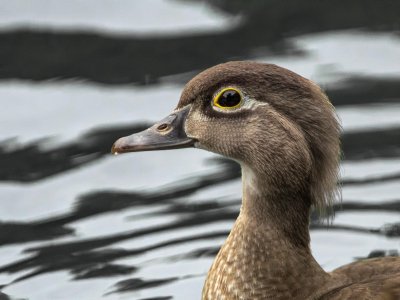 Canard branchu (femelle) 