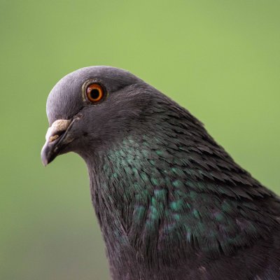  Pigeon biset