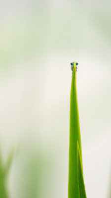  Agrion 