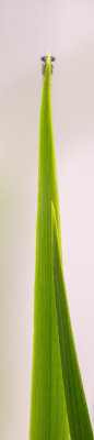 Agrion 