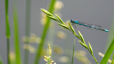 Agrion