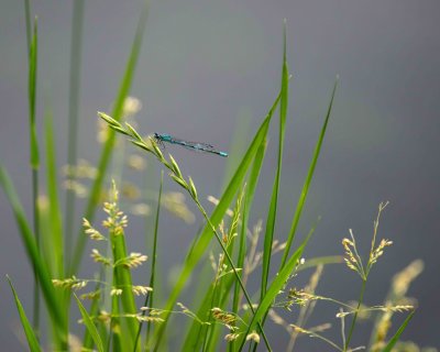 Agrion 