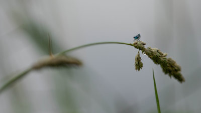 Agrion