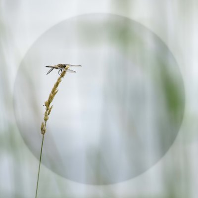  Plante Odonate 