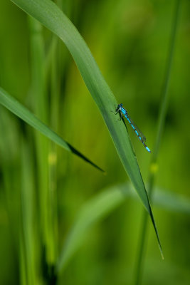 Agrion