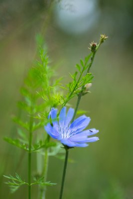 Insectes sur Chicore 