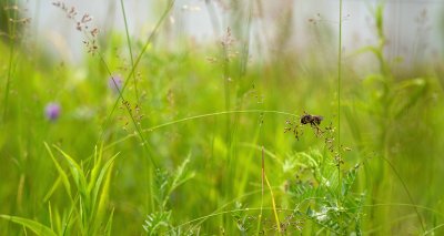  Hymnoptre sur Gramine 