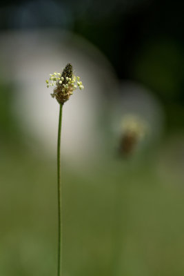 Plantain