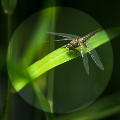  Plante Odonate 