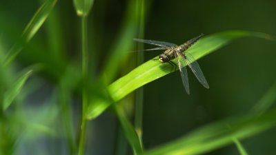 Odonate 