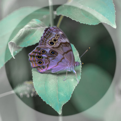  Plante Papillon 