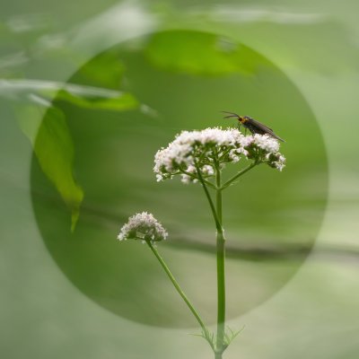  Plante Papillon 