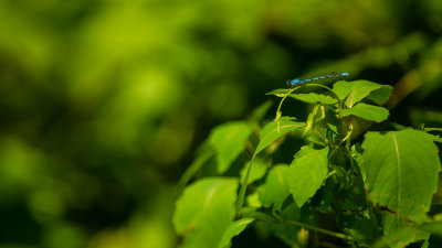 Agrion 