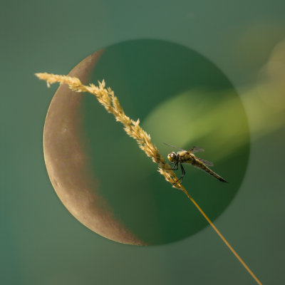  Lune Odonate 