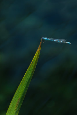 Agrion 