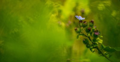 Azur  et Abeille sur Bardane