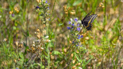  Papillon du Cleri 