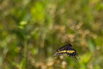  Papillon du Cleri 