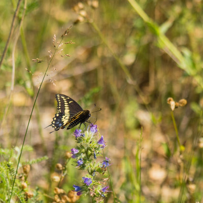  Papillon du Cleri 