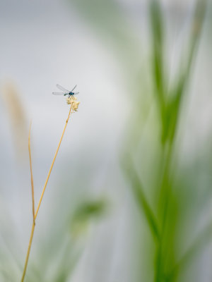 Agrion 