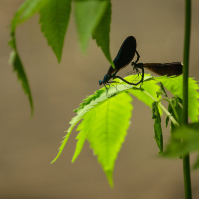 Demoiselle bistre - Calopteryx maculata