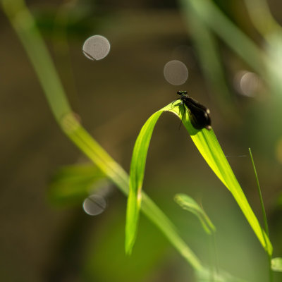 Demoiselle bistre - Calopteryx maculata