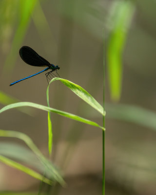 Demoiselle bistre - Calopteryx maculata