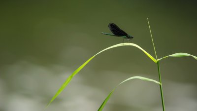 Demoiselle bistre - Calopteryx maculata