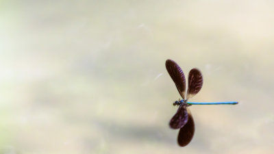 Demoiselle bistre - Calopteryx maculata