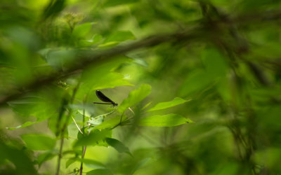 Demoiselle bistre - Calopteryx maculata