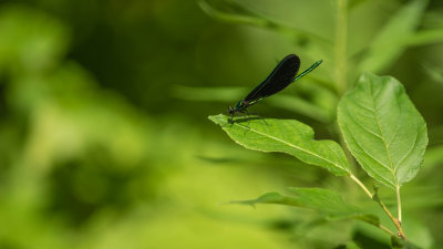 Demoiselle bistre - Calopteryx maculata