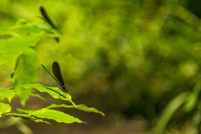 Demoiselle bistre - Calopteryx maculata