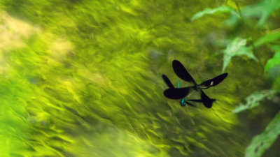 Demoiselle bistre - Calopteryx maculata