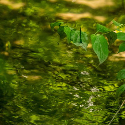 Demoiselle bistre - Calopteryx maculata 