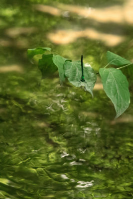Demoiselle bistre - Calopteryx maculata