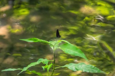 Demoiselle bistre - Calopteryx maculata -