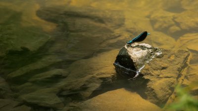 Demoiselle bistre - Calopteryx maculata 