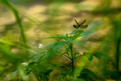 Demoiselle bistre - Calopteryx maculata