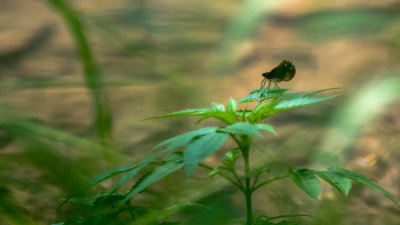 Demoiselle bistre - Calopteryx maculata