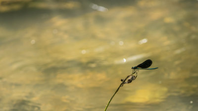 Demoiselle bistre - Calopteryx maculata