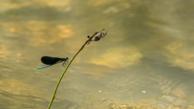 Demoiselle bistre - Calopteryx maculata
