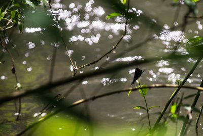 Demoiselle bistre - Calopteryx maculata