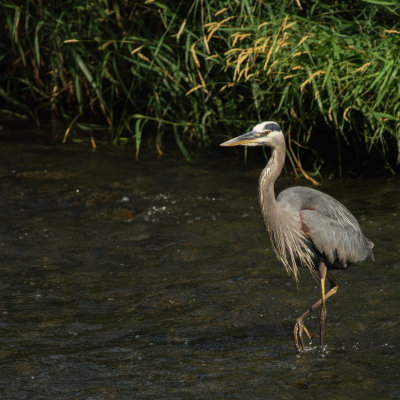 Grande Aigrette 