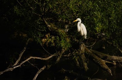 Grande Aigrette 