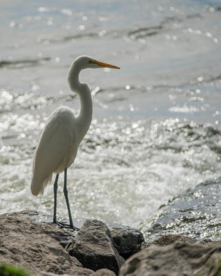 Grande Aigrette 