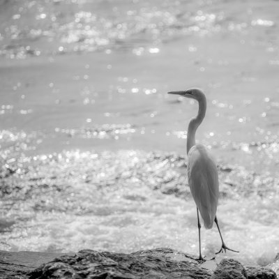 Grande Aigrette 