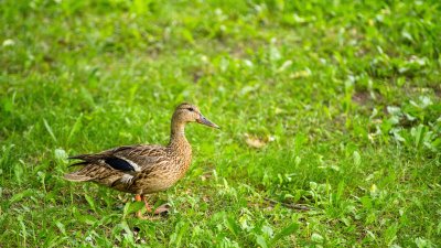 Canard Colvert