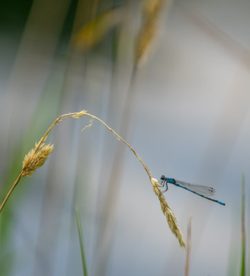 Agrion